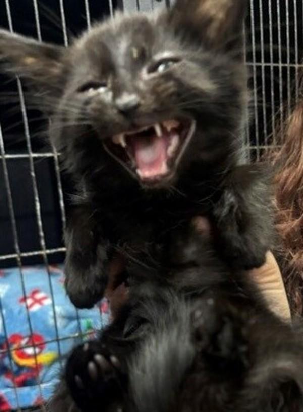 Chuck, Adoptable, Young Male Domestic Short Hair.