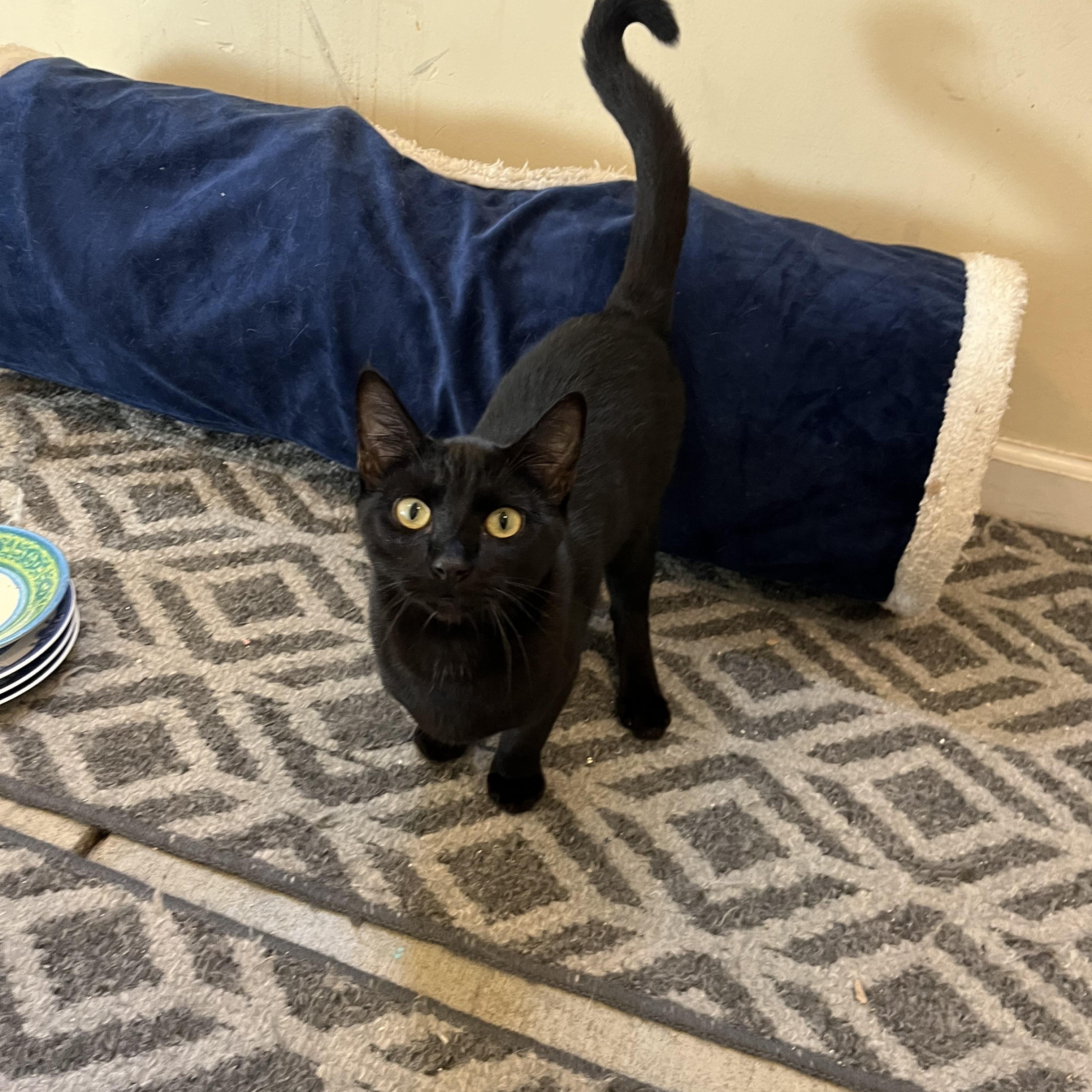 Enlarge Yoda [courtesy post], a Adoptable mixed breed in Benicia, CA image 2/5