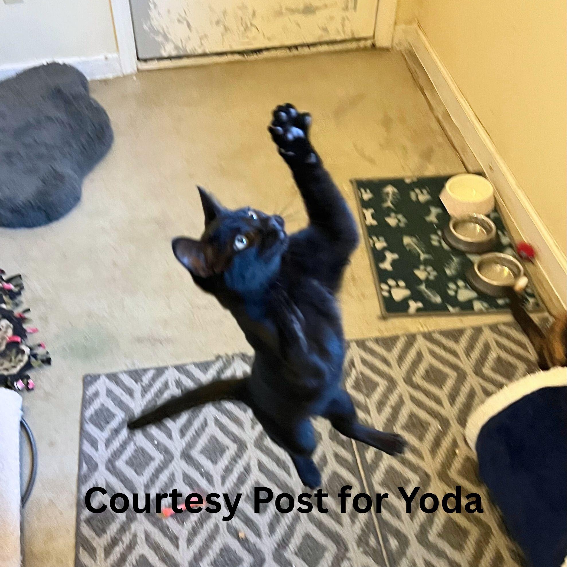 Enlarge Yoda [courtesy post], a Adoptable mixed breed in Benicia, CA image 1/5