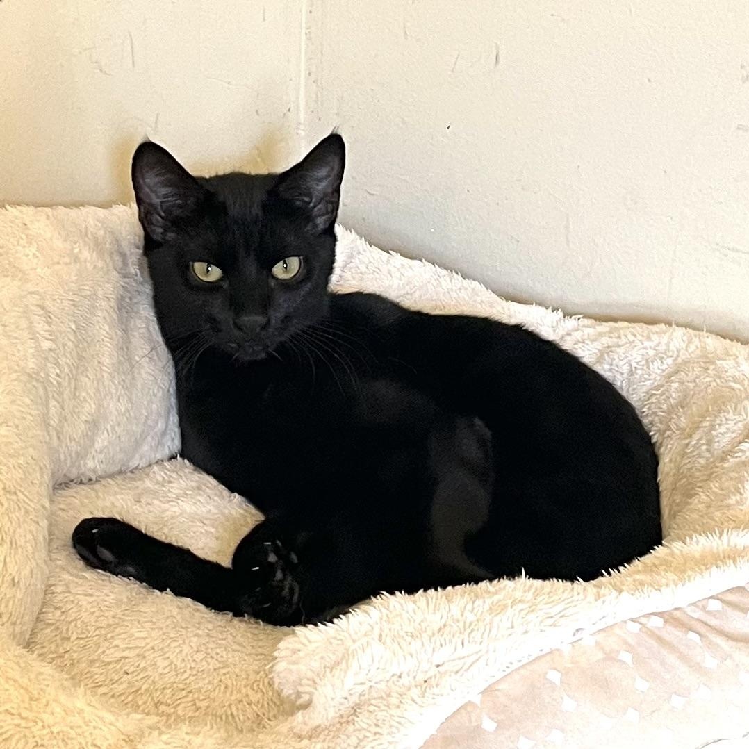 Enlarge Yoda [courtesy post], a Adoptable mixed breed in Benicia, CA image 3/5