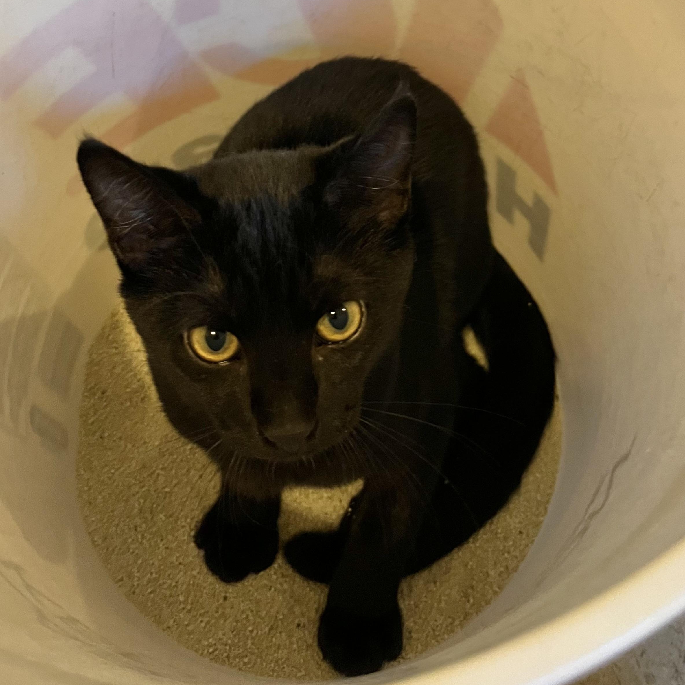 Enlarge Yoda [courtesy post], a Adoptable mixed breed in Benicia, CA image 5/5