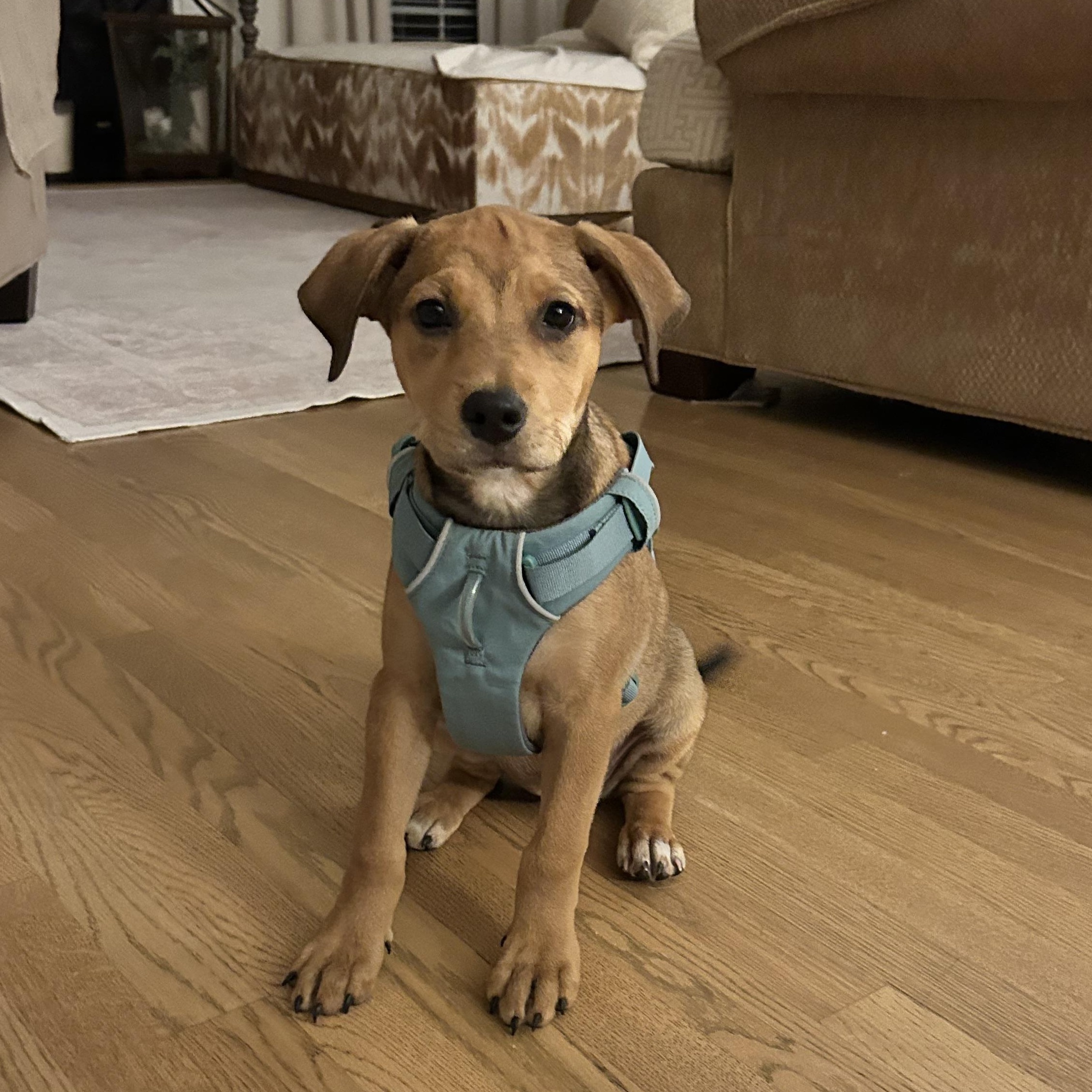Enlarge Penny, an adopted mixed breed in Reidsville, NC image 2/4