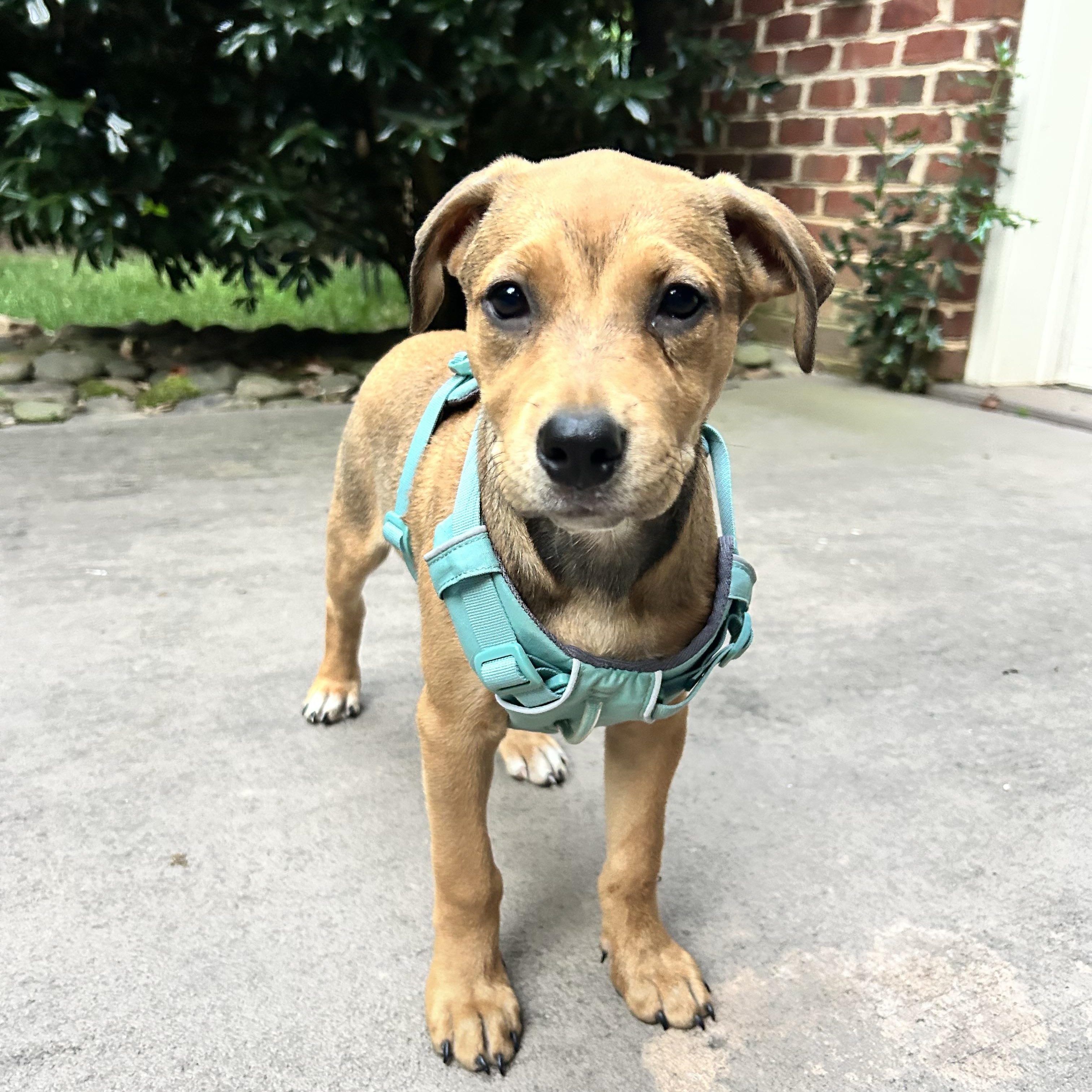 Penny, adopted, Young Female Beagle & Labrador Retriever.