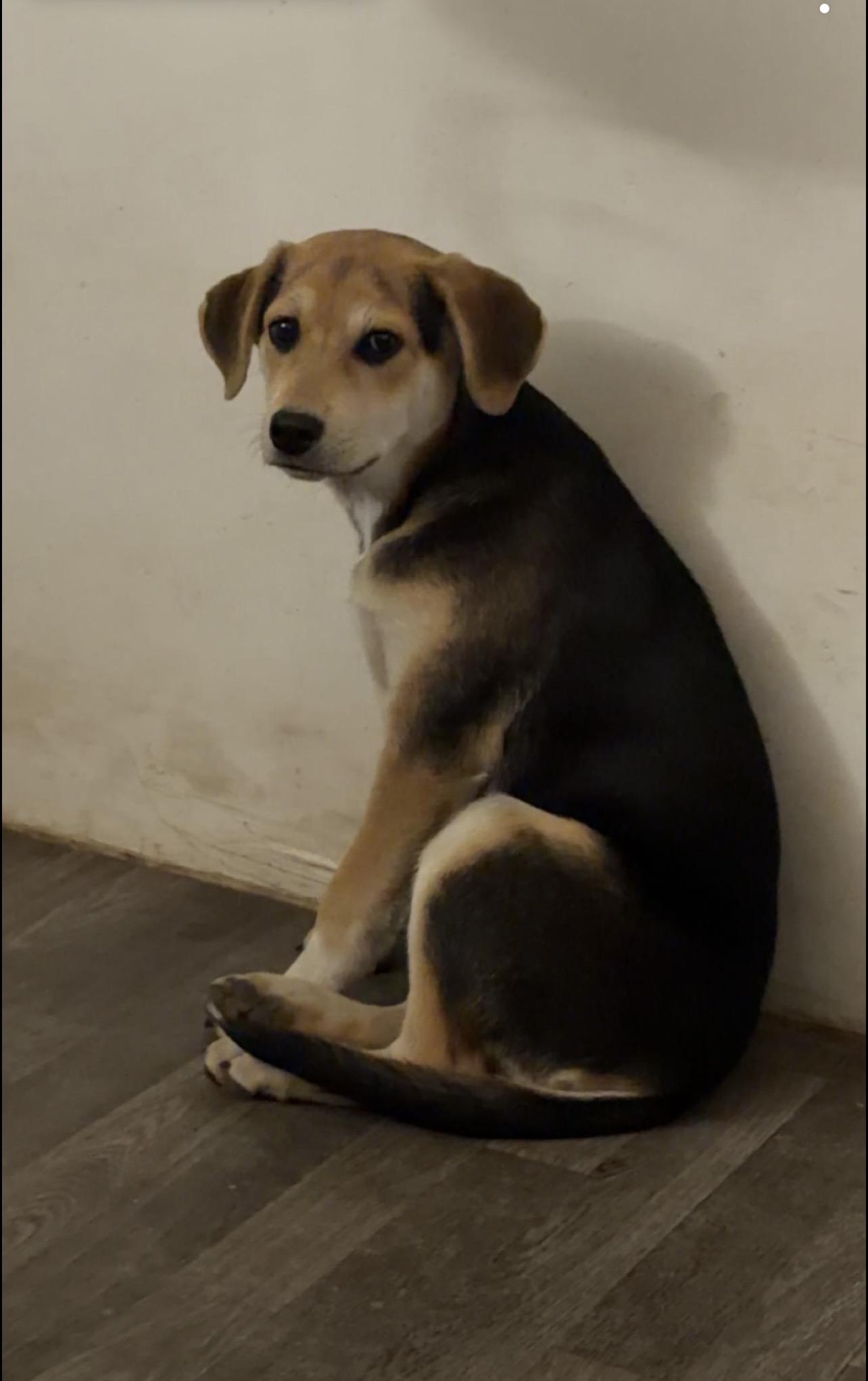Enlarge Penny, an adopted mixed breed in Reidsville, NC image 3/4