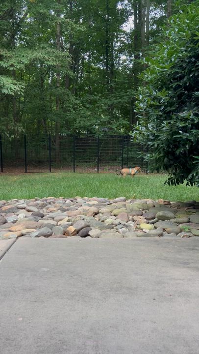 Enlarge Penny, an adopted mixed breed in Reidsville, NC video 4/4