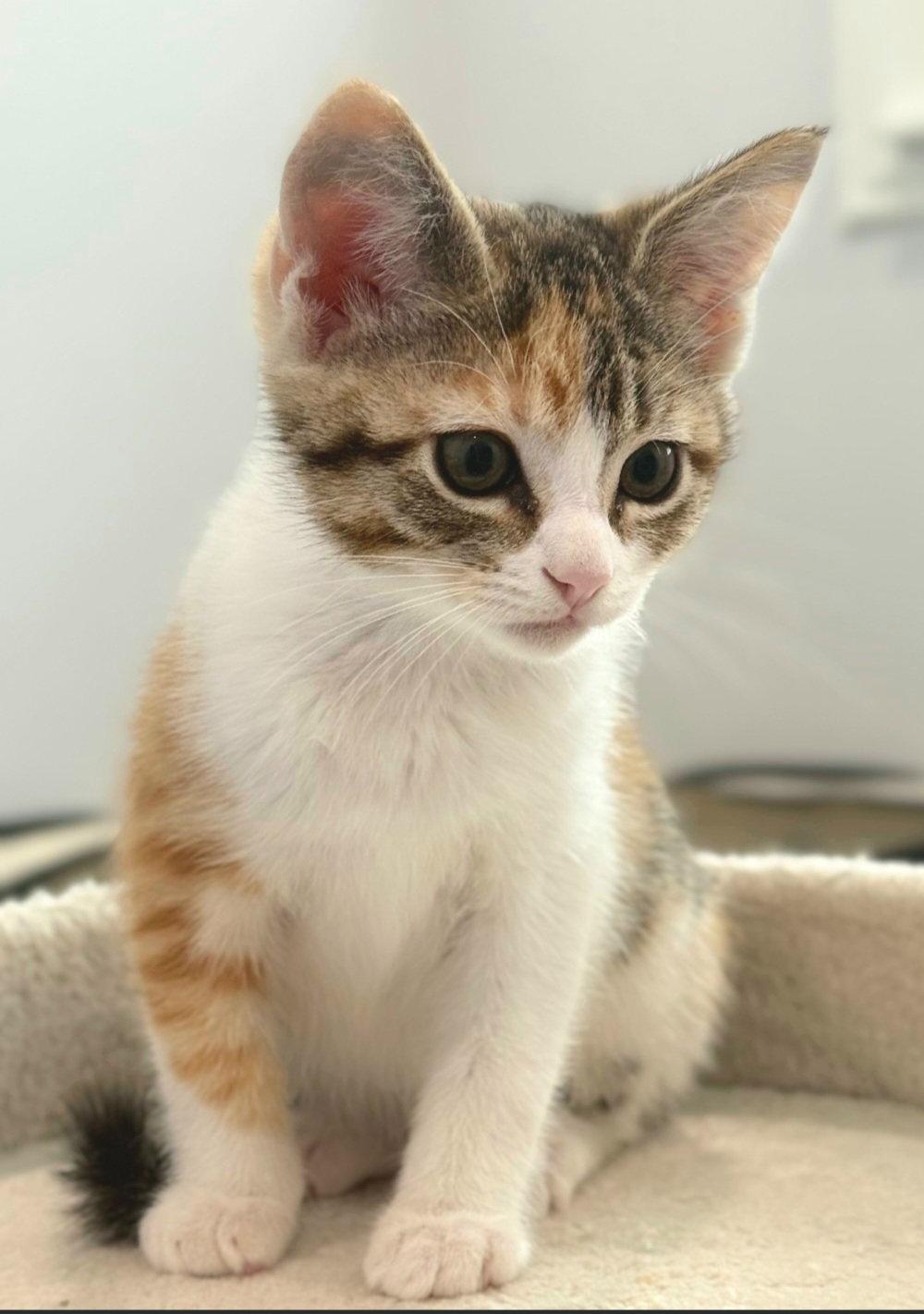 Enlarge Bunny, a Adoptable mixed breed in Campbell, CA image 1/3