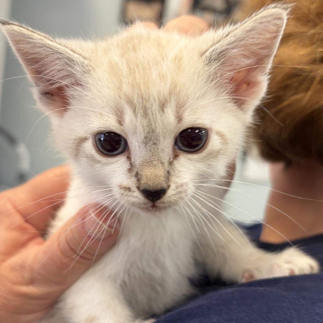Claire, Adoptable, Kitten Female Domestic Short Hair.
