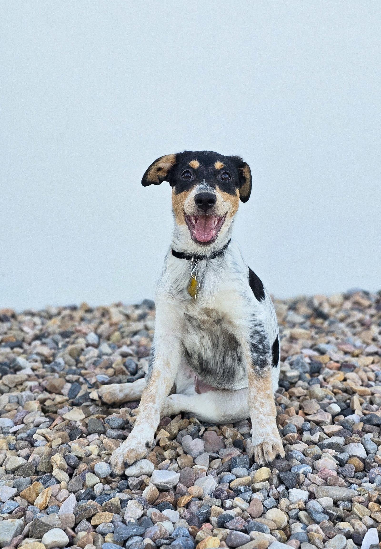 Chim Chim, Adoptable, Puppy Male Cattle Dog.