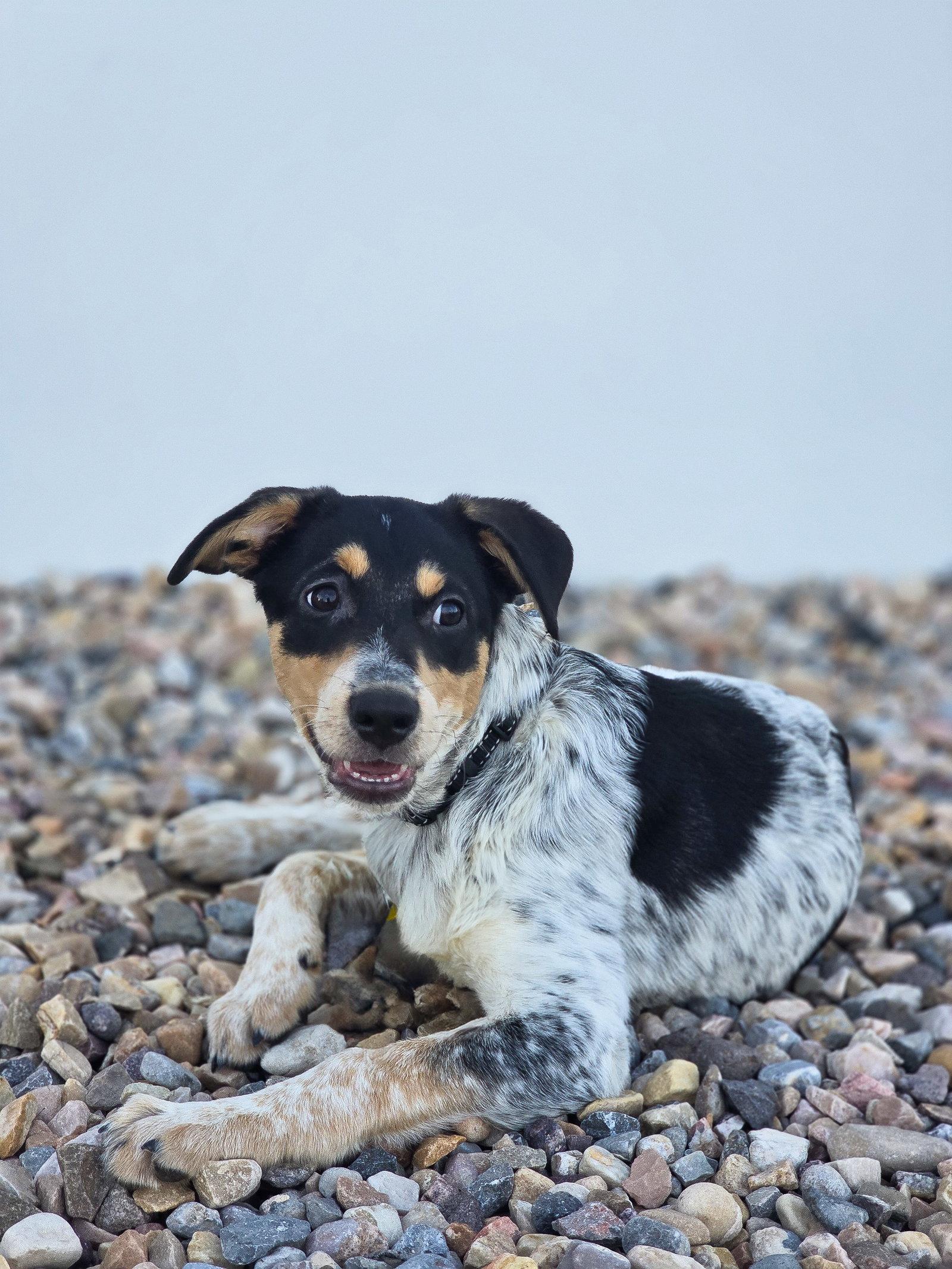 Chim Chim, a Adoptable Cattle Dog in Salt Lake City, UT image 2/3