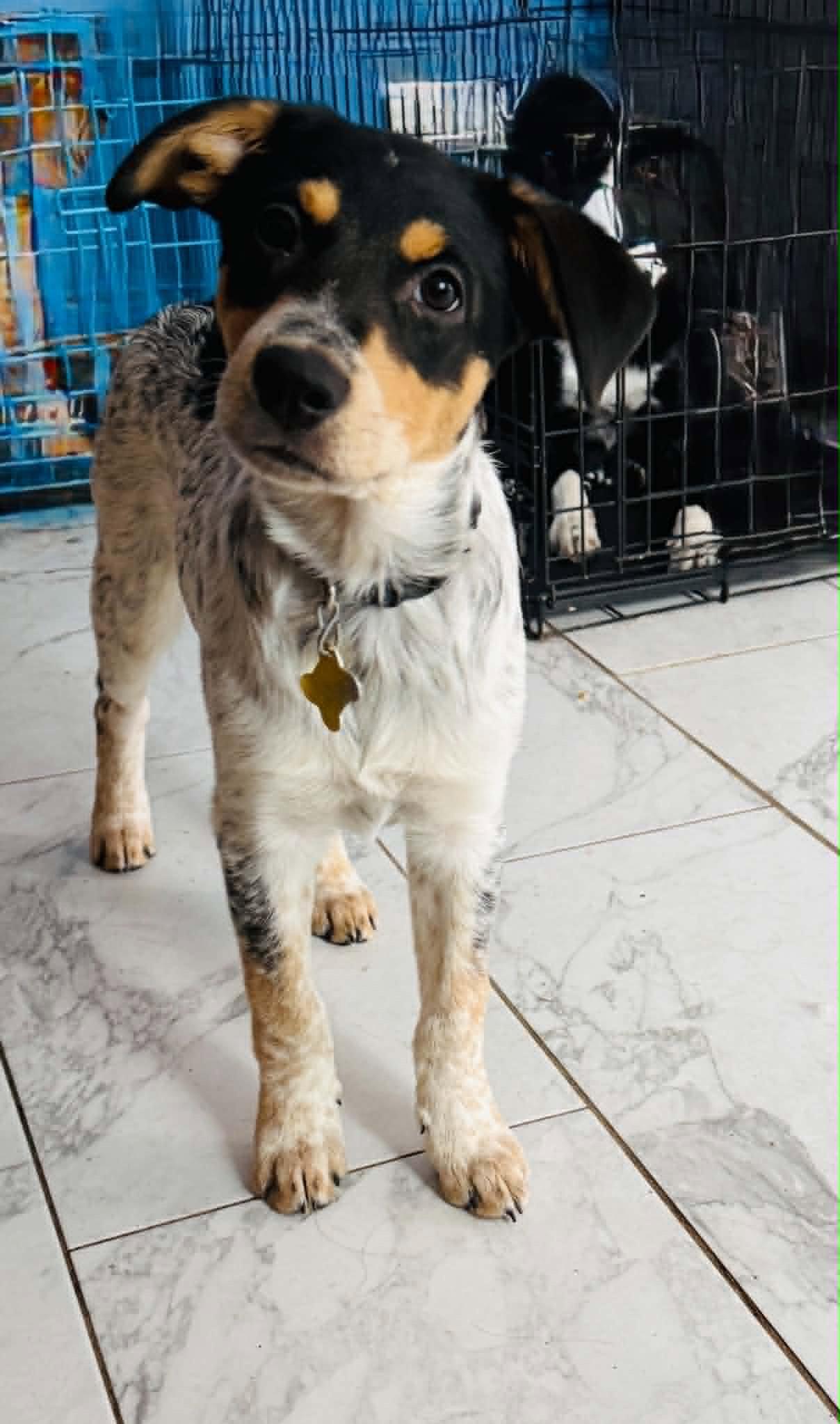Chim Chim, a Adoptable Cattle Dog in Salt Lake City, UT image 3/3