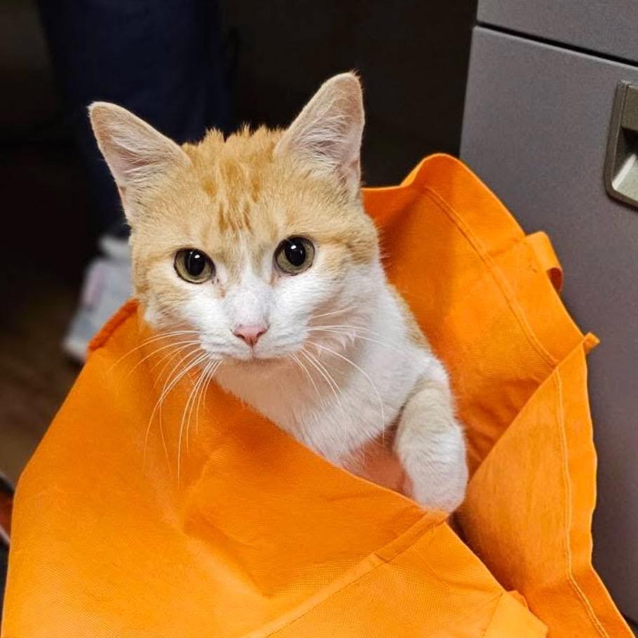 Wren, Adoptable, Senior Female Domestic Short Hair.