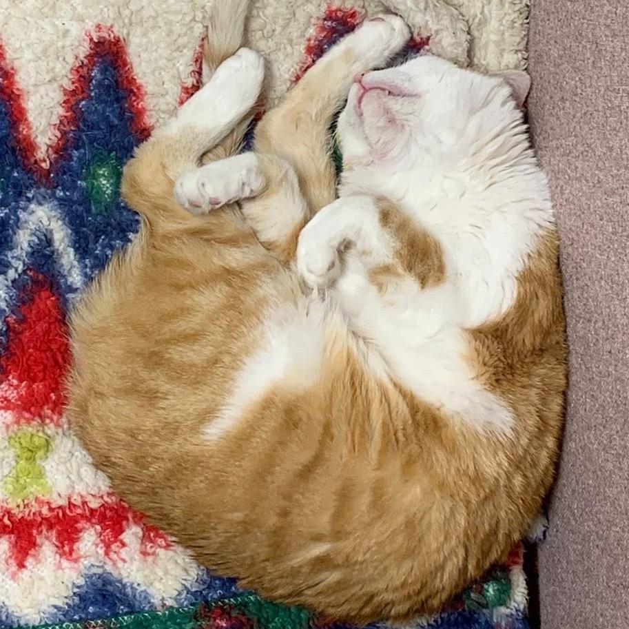 Enlarge Wren, a Adoptable Domestic Short Hair in Mount Vernon, IN image 3/6