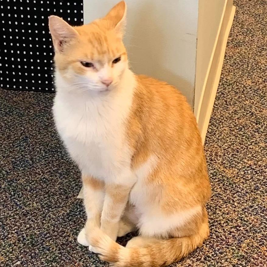 Enlarge Wren, a Adoptable Domestic Short Hair in Mount Vernon, IN image 4/6