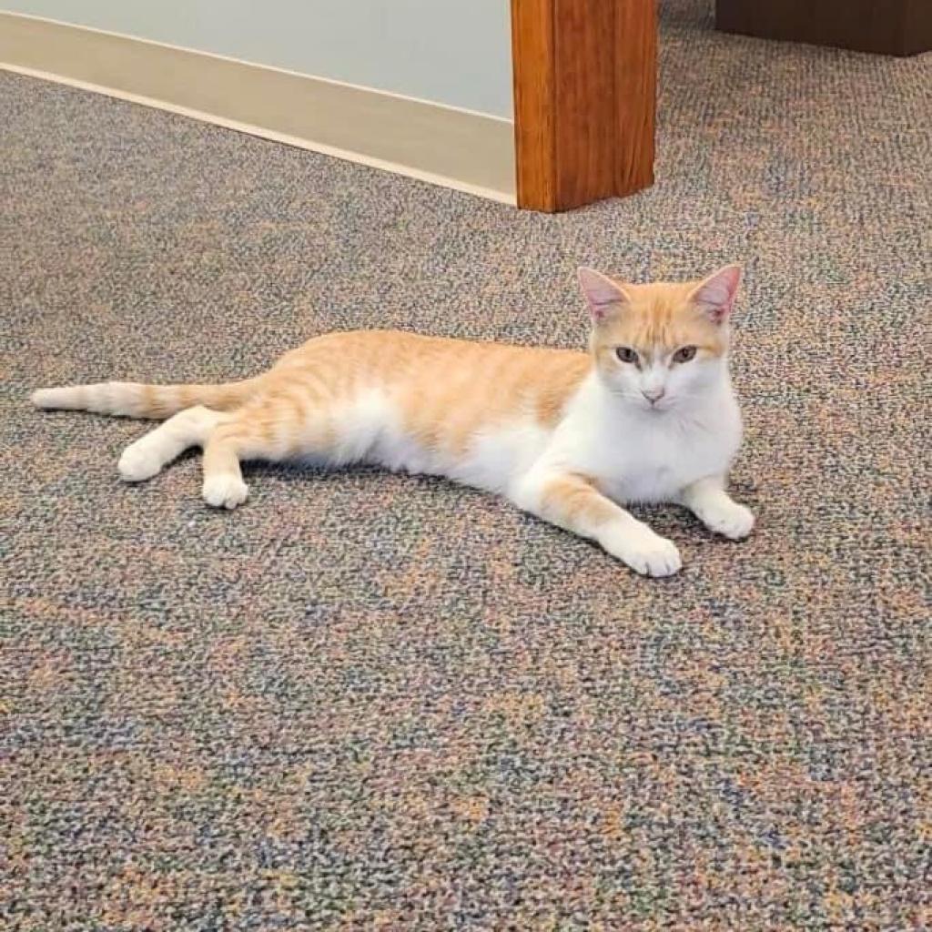 Wren, a Adoptable Domestic Short Hair in Mount Vernon, IN image 3/4