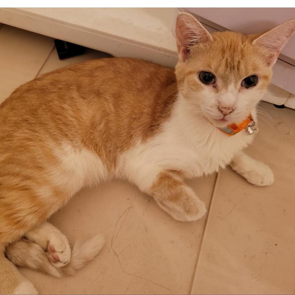 Enlarge Wren, a Adoptable Domestic Short Hair in Mount Vernon, IN image 3/4