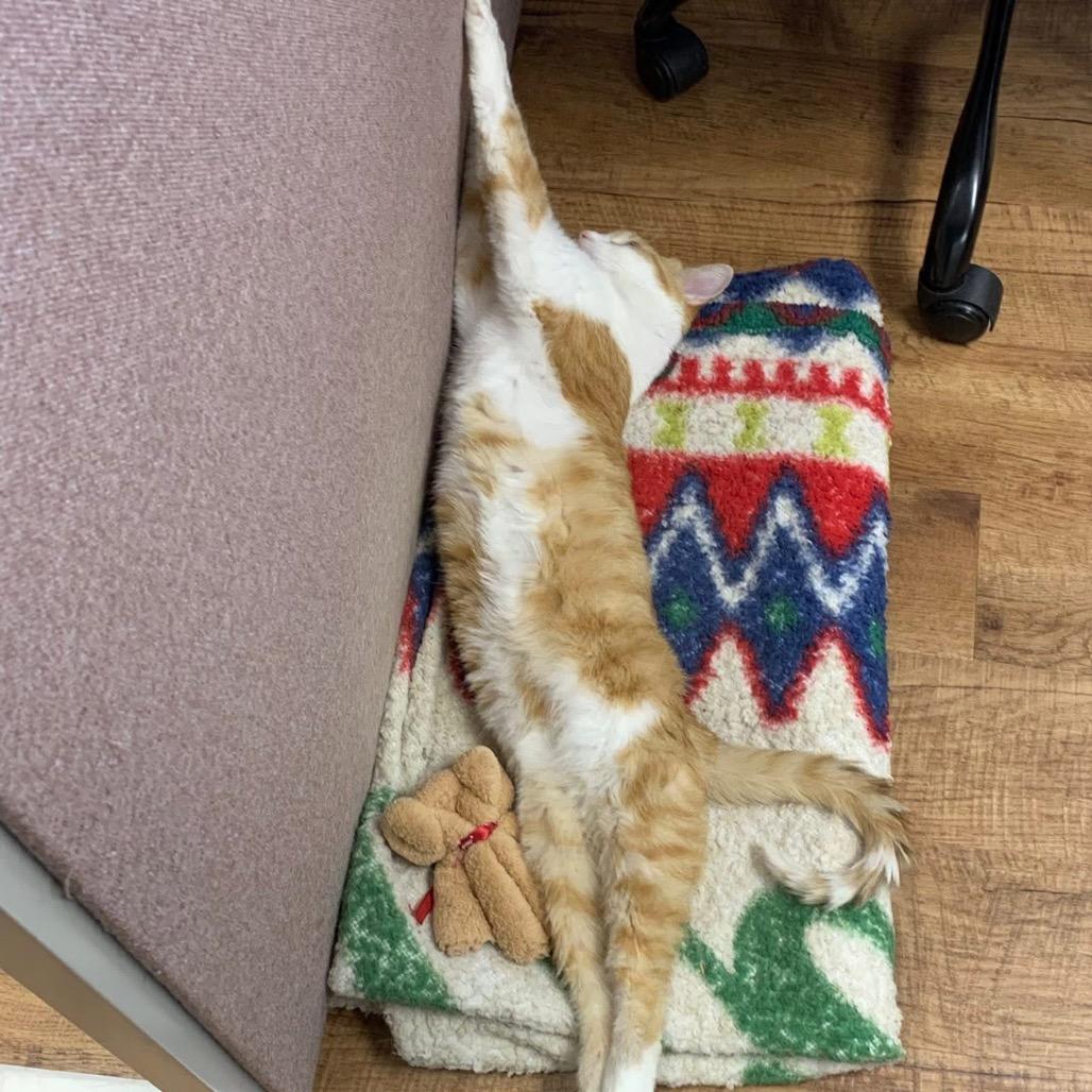 Enlarge Wren, a Adoptable Domestic Short Hair in Mount Vernon, IN image 4/4