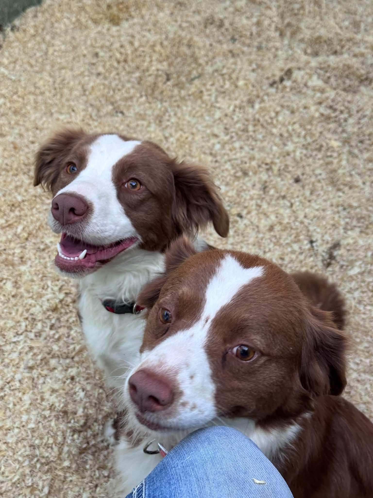 Sally and Allie, ADOPTABLE, Young Female Border Collie.