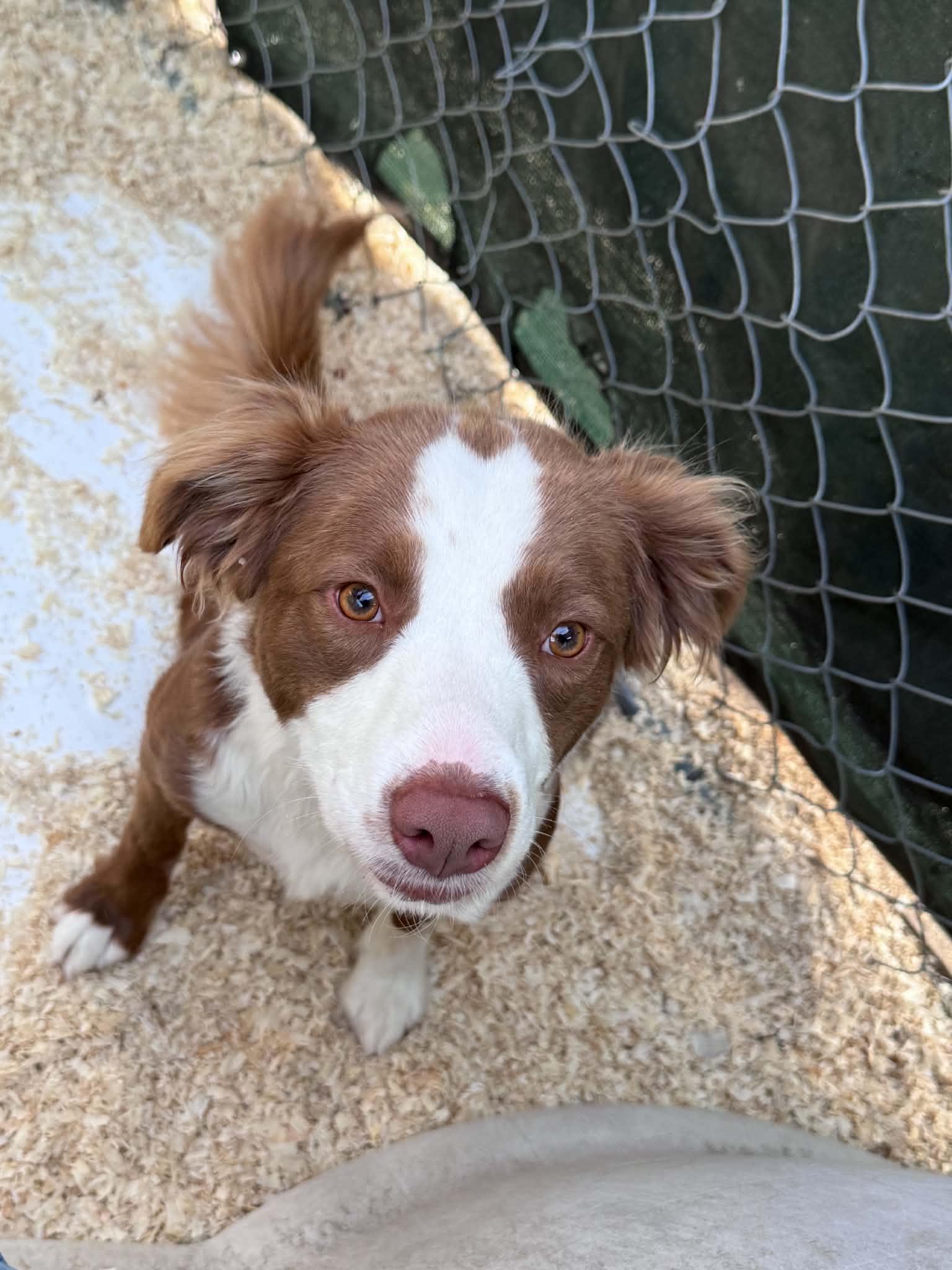 Sally and Allie, a ADOPTABLE mixed breed in Bend, OR image 4/6