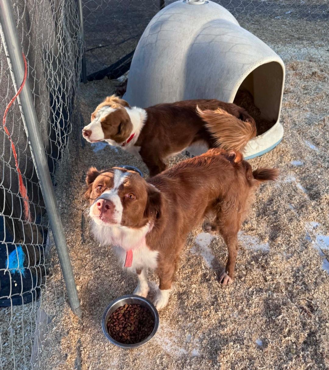 Sally and Allie, a ADOPTABLE mixed breed in Bend, OR image 6/6