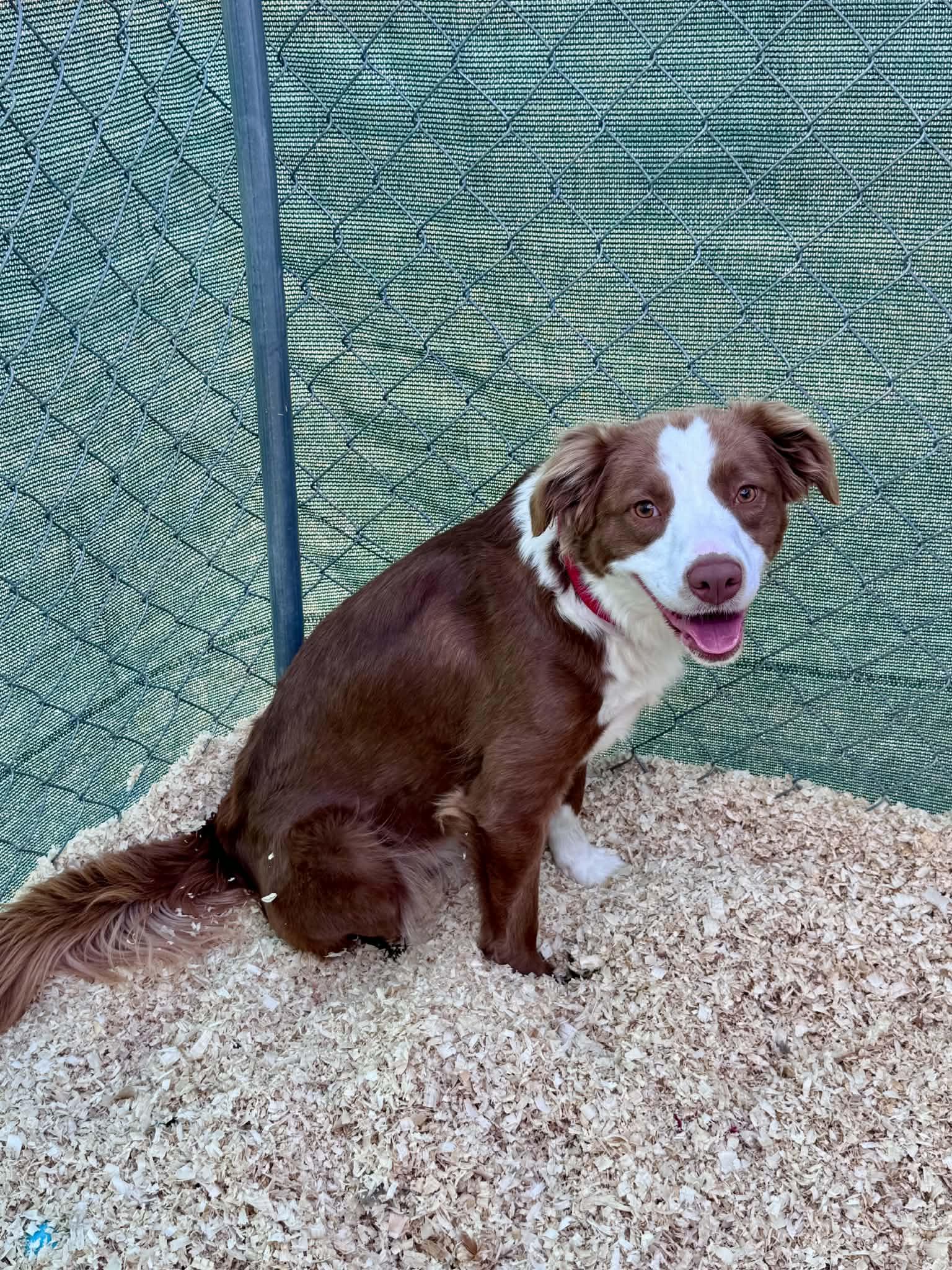 Sally and Allie, a ADOPTABLE mixed breed in Bend, OR image 5/6