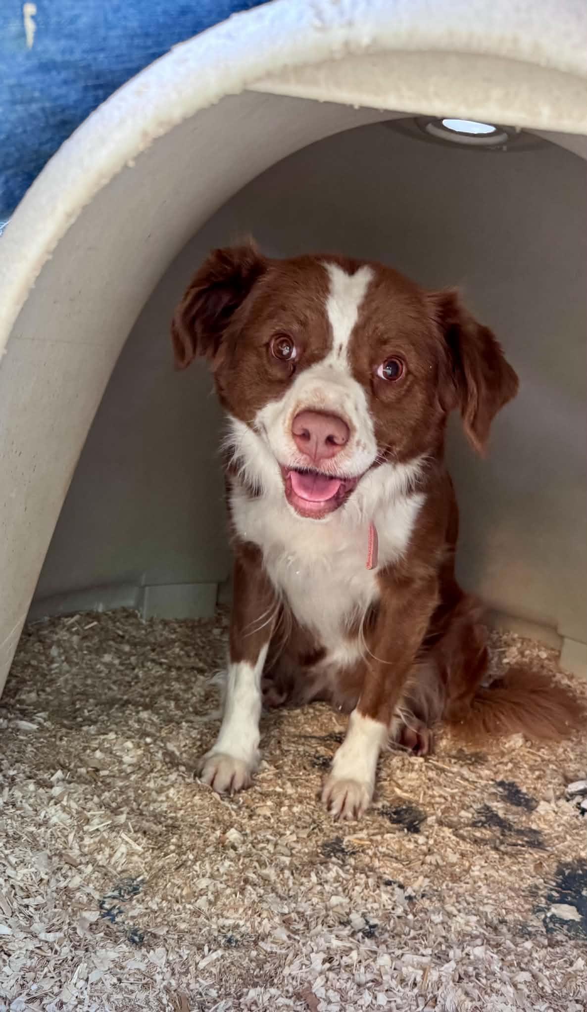Sally and Allie, a ADOPTABLE mixed breed in Bend, OR image 2/6