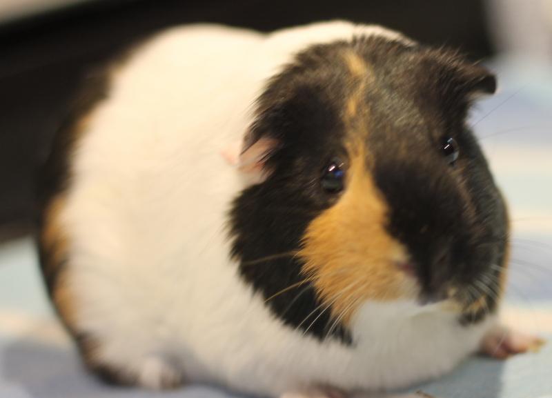 Autumn, a ADOPTABLE Guinea Pig in Budd Lake, NJ image 5/6