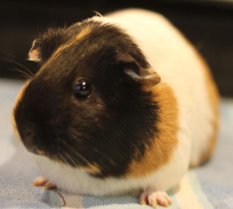 Autumn, a ADOPTABLE Guinea Pig in Budd Lake, NJ image 4/6