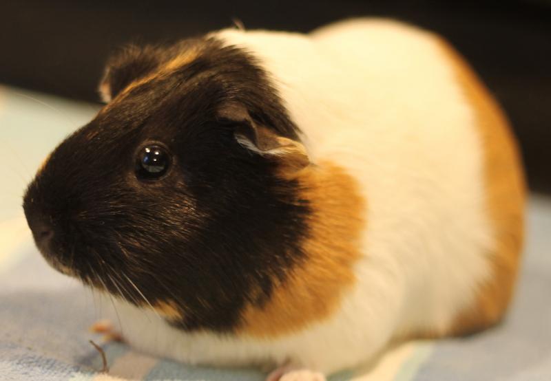 Autumn, a ADOPTABLE Guinea Pig in Budd Lake, NJ image 3/6