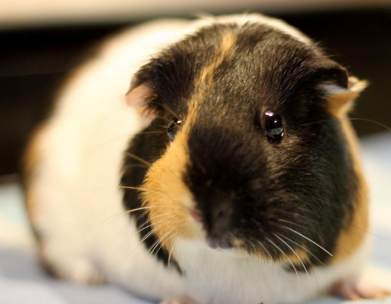 Autumn, a ADOPTABLE Guinea Pig in Budd Lake, NJ image 2/6