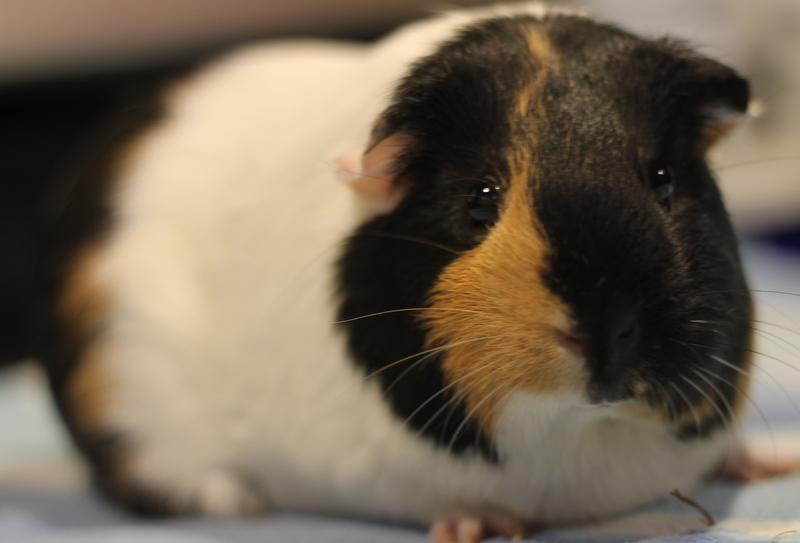 Autumn, a ADOPTABLE Guinea Pig in Budd Lake, NJ image 1/6
