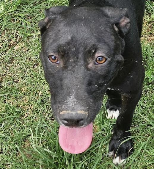 Josie Hanna, Adoptable, Young Female Labrador Retriever & Bulldog.