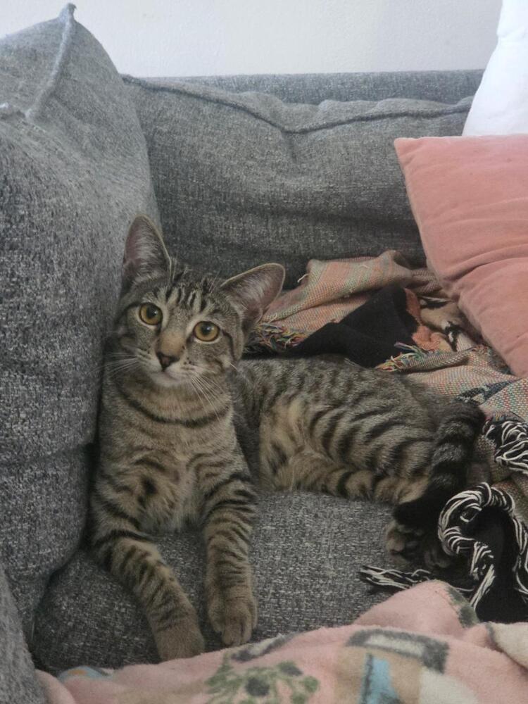 Enlarge Shirley, a Adoptable Tabby in Oceanside, CA image 1/6