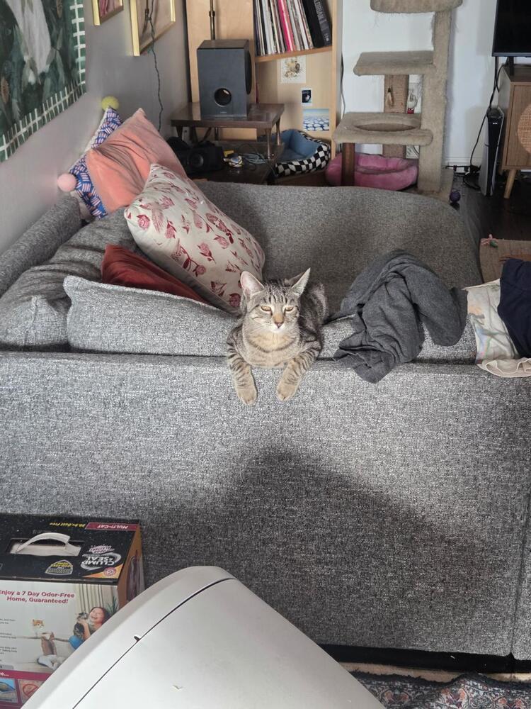 Enlarge Shirley, a Adoptable Tabby in Oceanside, CA image 2/6