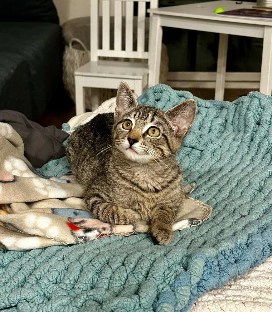 Shirley, Adoptable, Kitten Female Tabby.