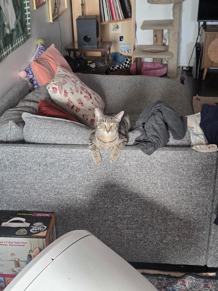 Enlarge Shirley, a Adoptable Tabby in Oceanside, CA image 3/6