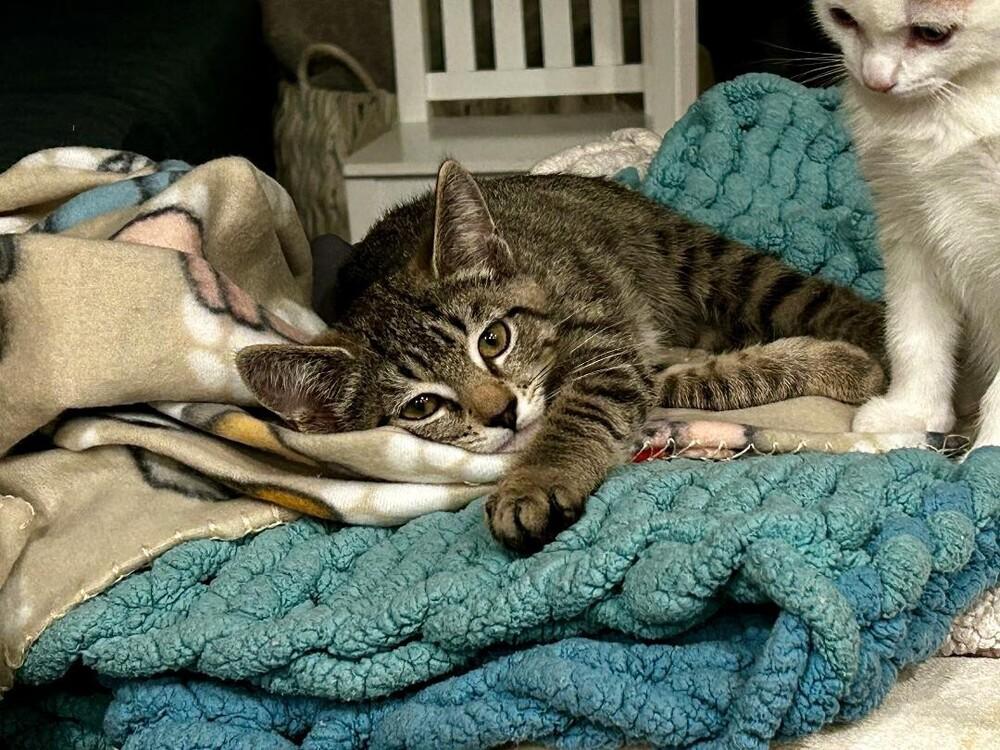 Enlarge Shirley, a Adoptable Tabby in Oceanside, CA image 5/6