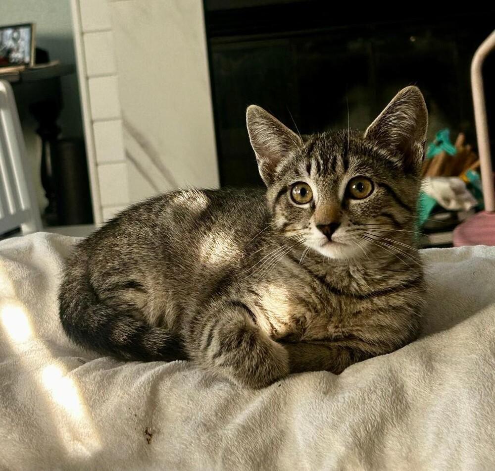 Shirley, Adoptable, Kitten Female Tabby.