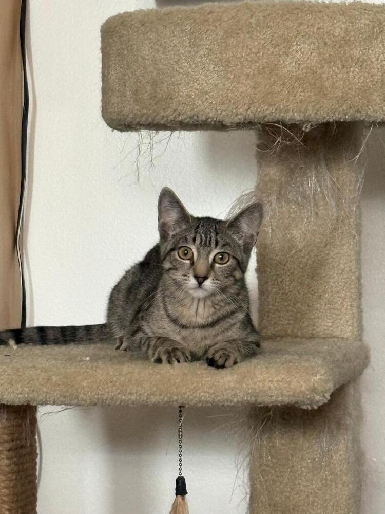 Enlarge Shirley, a Adoptable Tabby in Oceanside, CA image 2/6