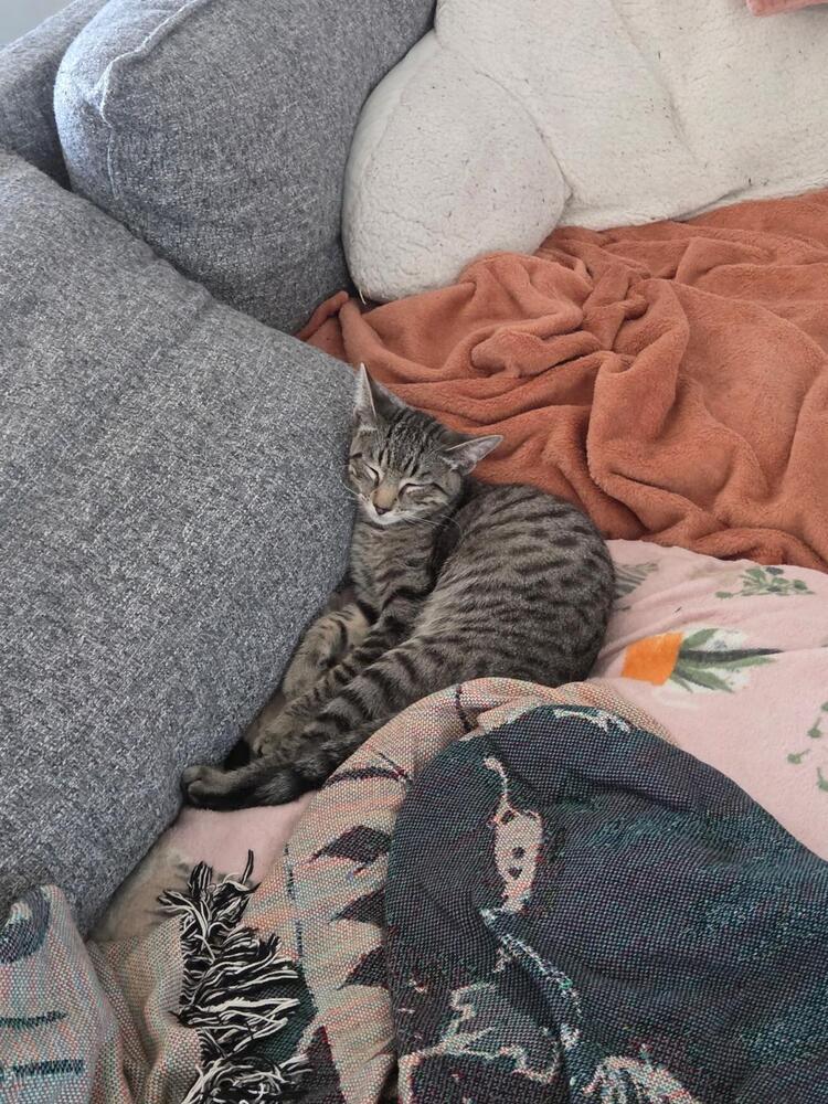 Enlarge Shirley, a Adoptable Tabby in Oceanside, CA image 3/6