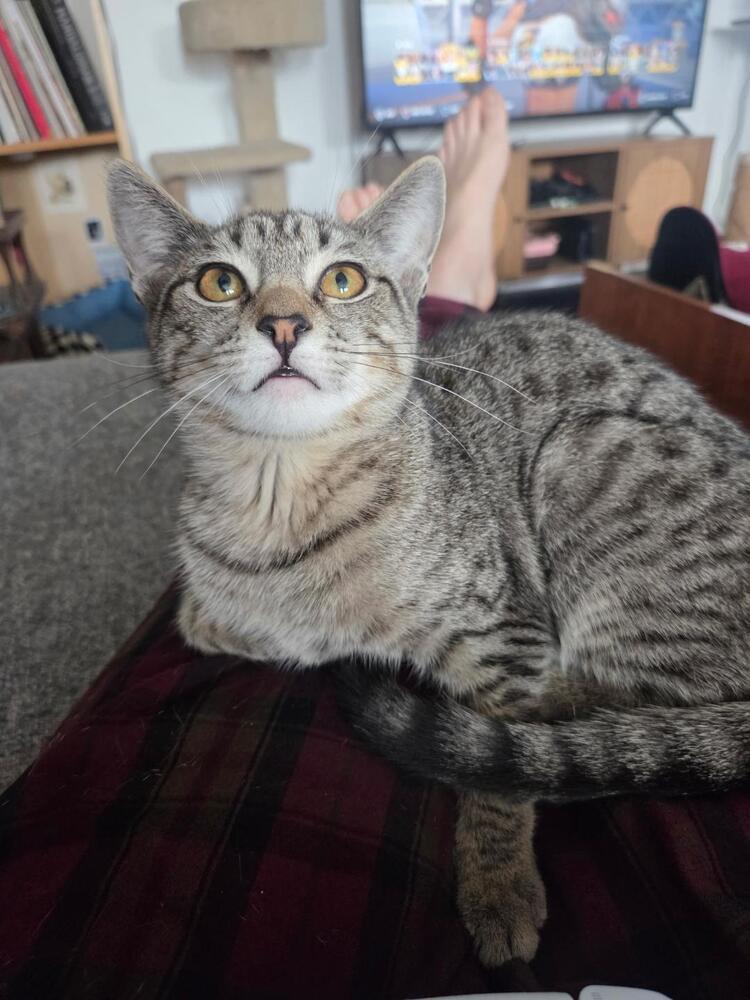 Enlarge Shirley, a Adoptable Tabby in Oceanside, CA image 4/6