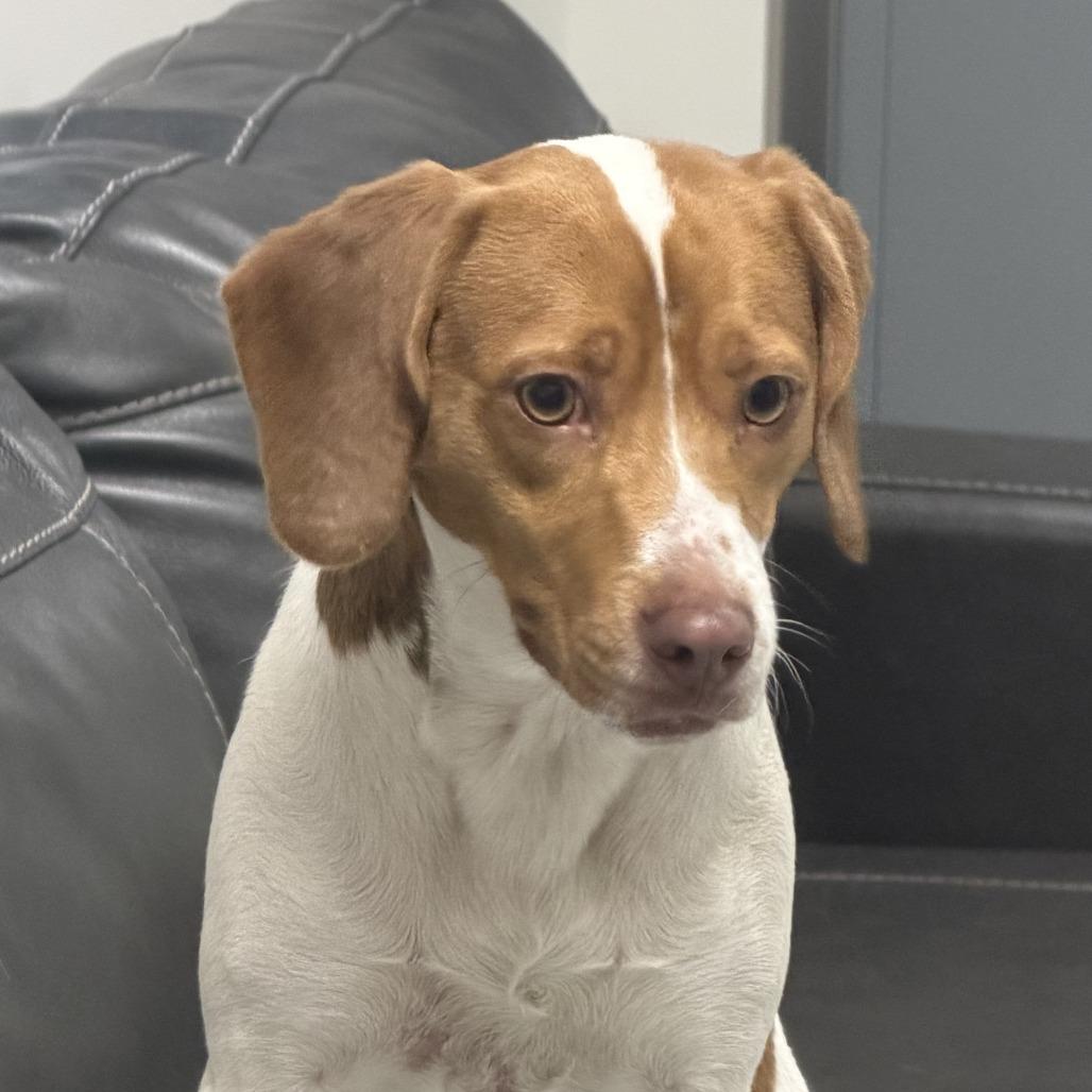 Nitro, Adoptable, Young Male Beagle.