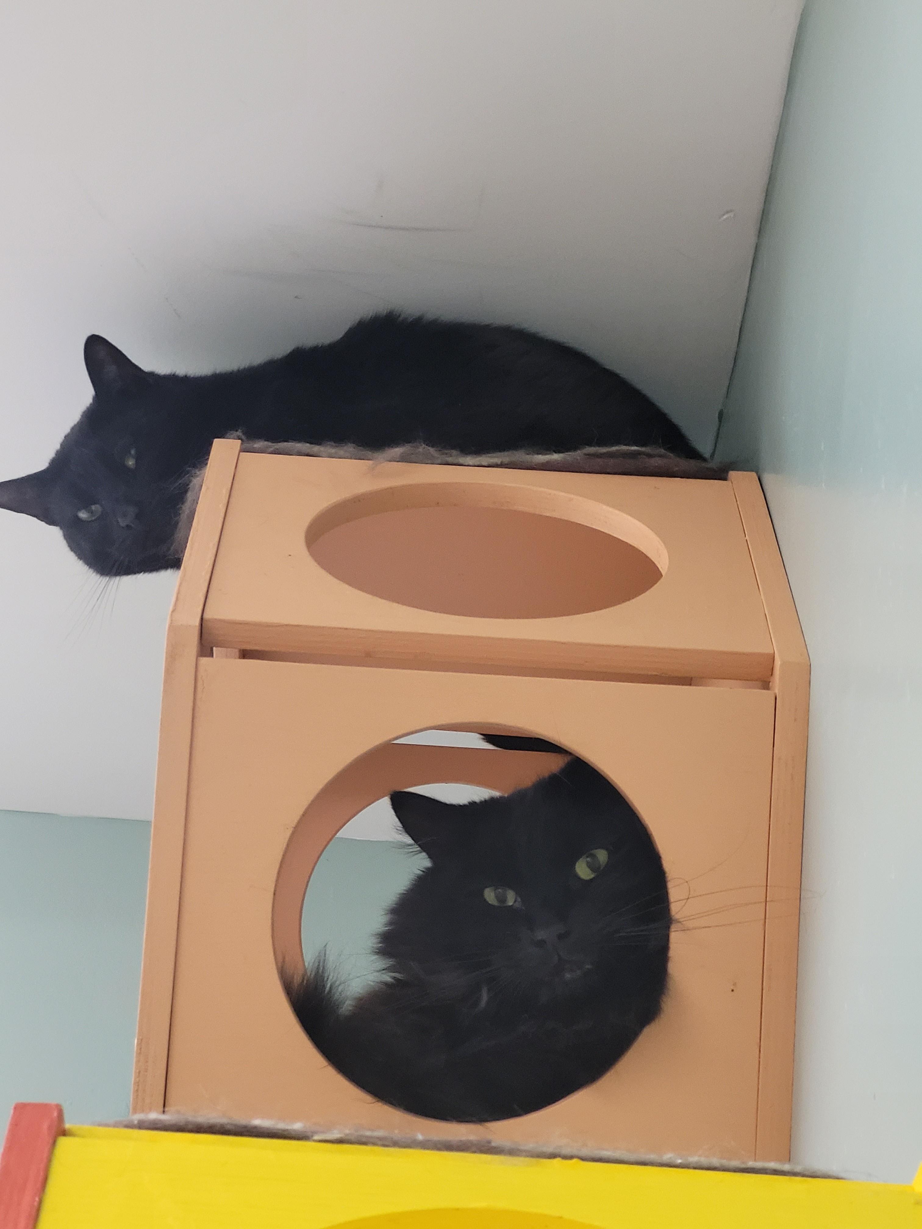 Enlarge Carbon, a ADOPTABLE Domestic Medium Hair in North Attleboro, MA image 2/3