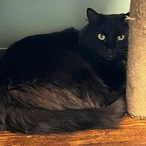 Enlarge Carbon, a ADOPTABLE Domestic Medium Hair in North Attleboro, MA image 1/3