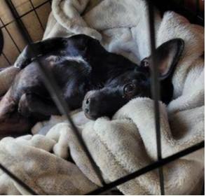 BUSTER, an adoptable Chihuahua in Lodi, CA, 95240 | Photo Image 6