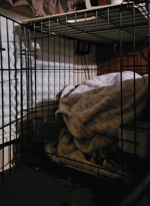BUSTER, adopted, Adult Male Chihuahua.