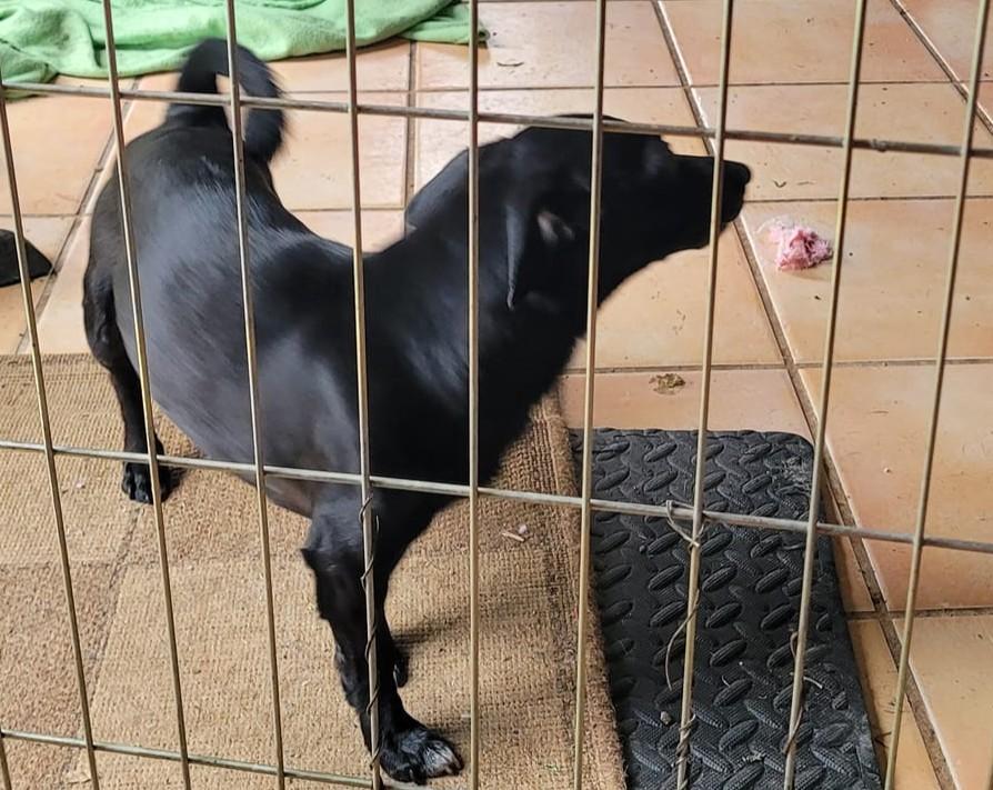 BUSTER, a Adoptable Chihuahua in Lodi, CA image 6/6