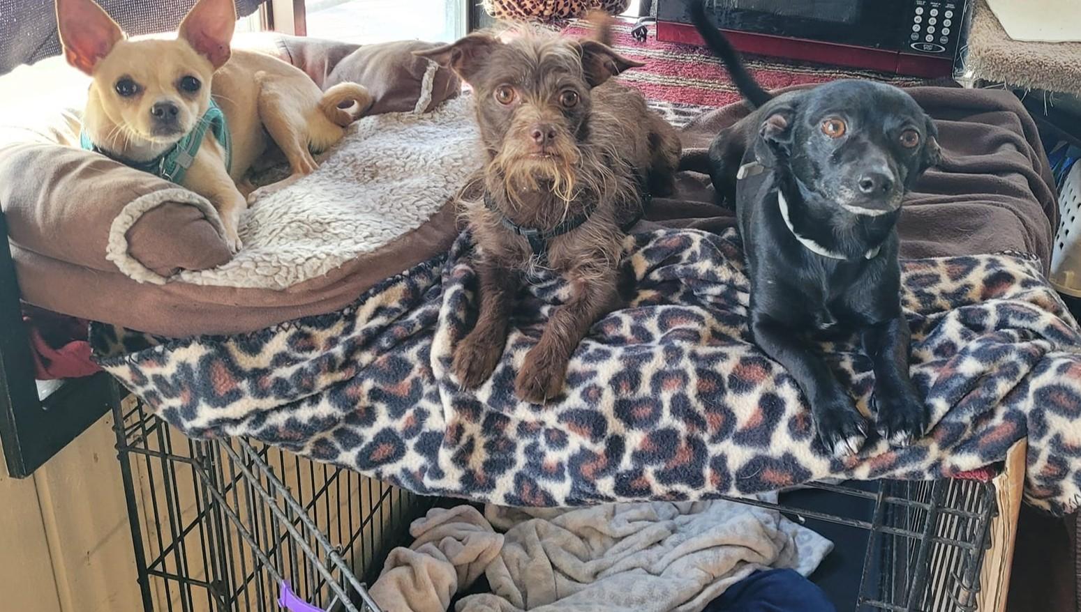 BUSTER, an adoptable Chihuahua in Lodi, CA, 95240 | Photo Image 2