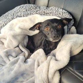 BUSTER, Adoptable, Adult Male Chihuahua.