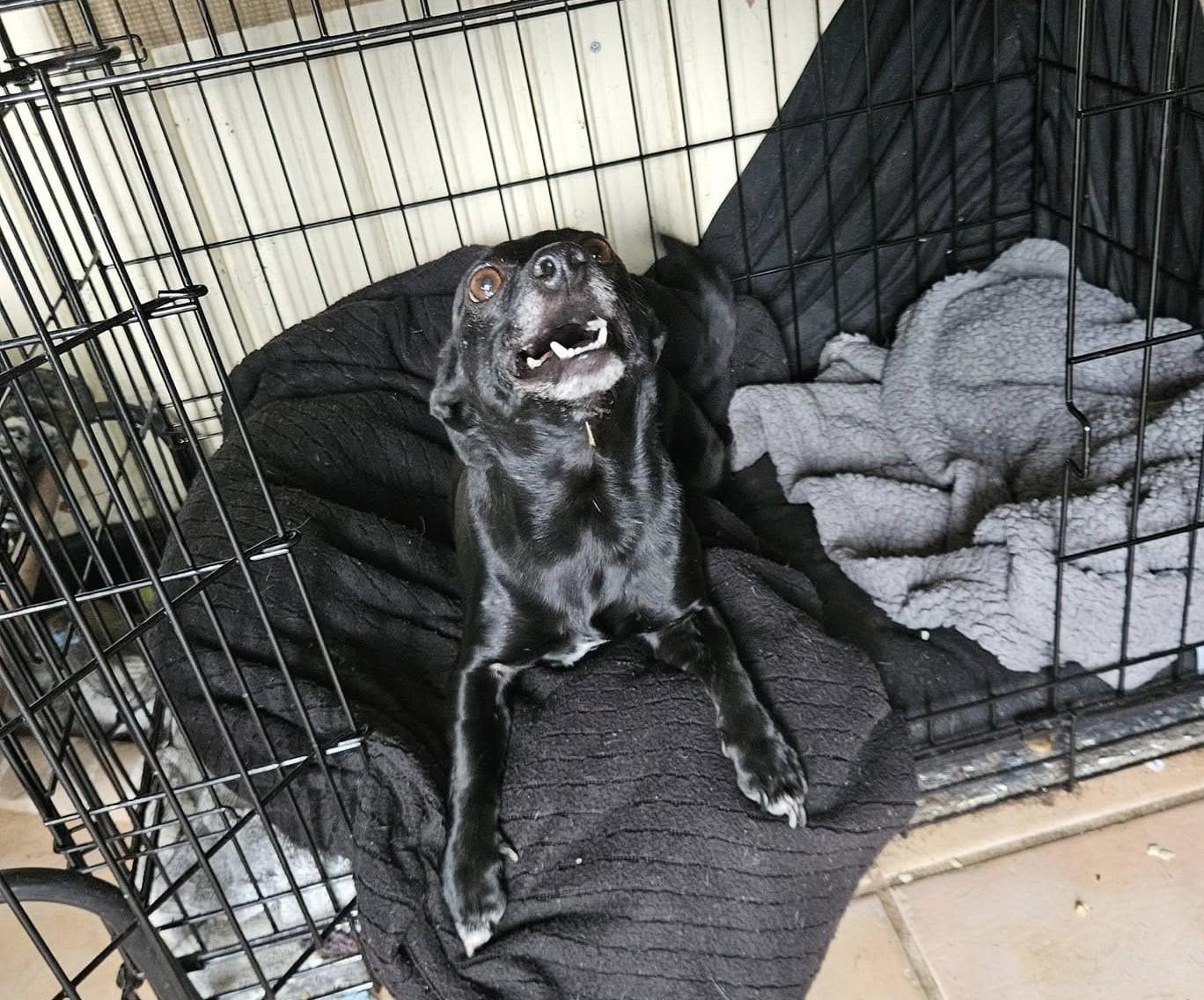 BUSTER, a Adoptable Chihuahua in Lodi, CA image 3/6