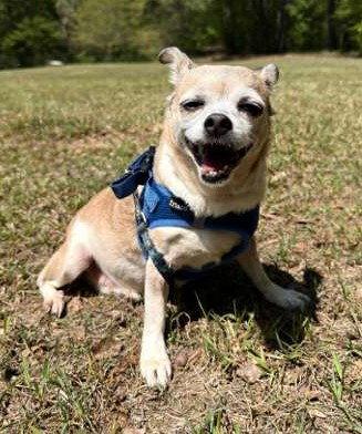 Piggie, Adoptable, Senior Female Chihuahua.
